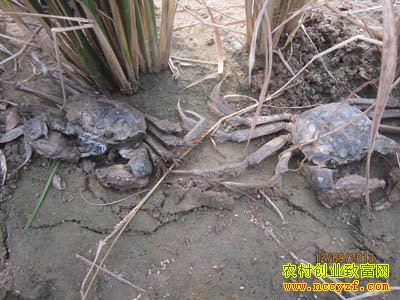 ���������ŵ��ɵ�з������������