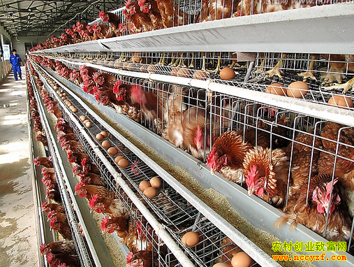 �ӱ����ݲм�Ů���Ž���������ҵ����50��