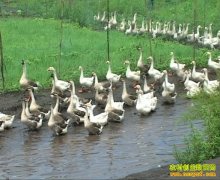 ��������500ֻ��������������ǧ��Ԫһֻ��׬16Ԫ