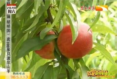 ��ֲ�¸���Ŀ������������ Ķ׬������