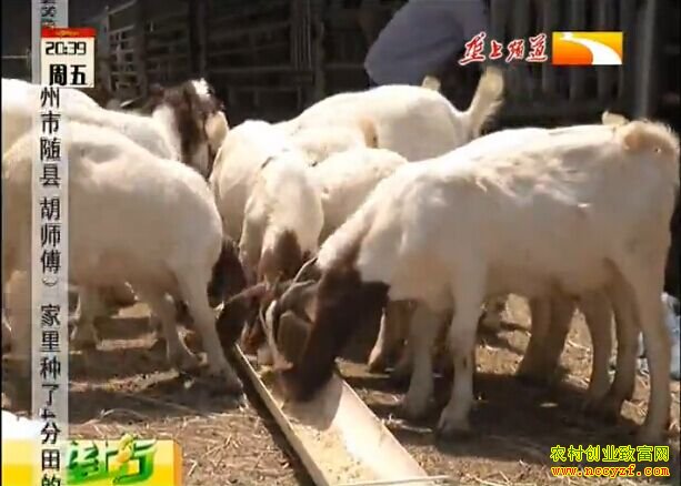 ��ֳ�¸��ð������ֲ����� ����Э����Ǯ׬