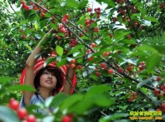 ӣ�Ҳ�ժ׬Ǯ��ӣ������ֲ����ũ��׬Ǯ����Ŀ