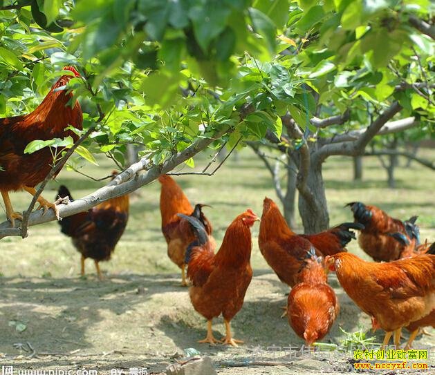 ����������������һ��ֻ������׬����Ԫ