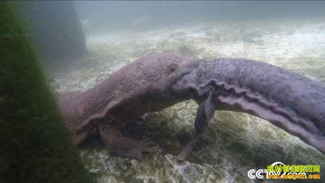 [�¸���]�Ĵ��˱�Ĳ�������������ɽ�������׬Ǯ