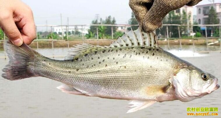 [ÿ��ũ��]�������� ��ֳ�Ļ������г�