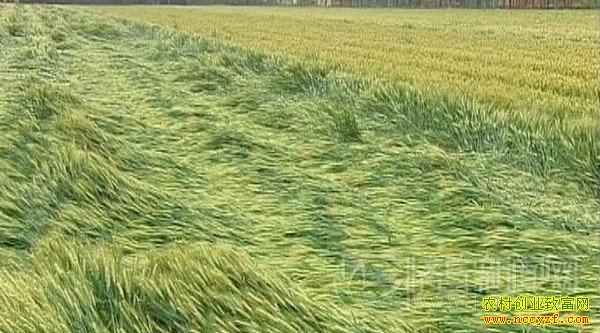 С�󵹷�զ����