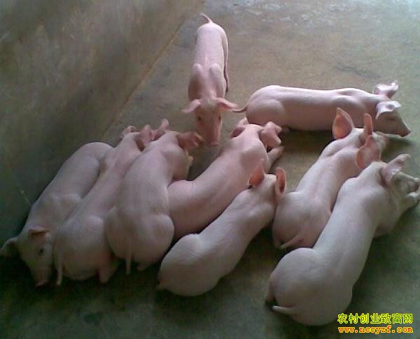 �����۸���� ��������������һ�ѷ䡱