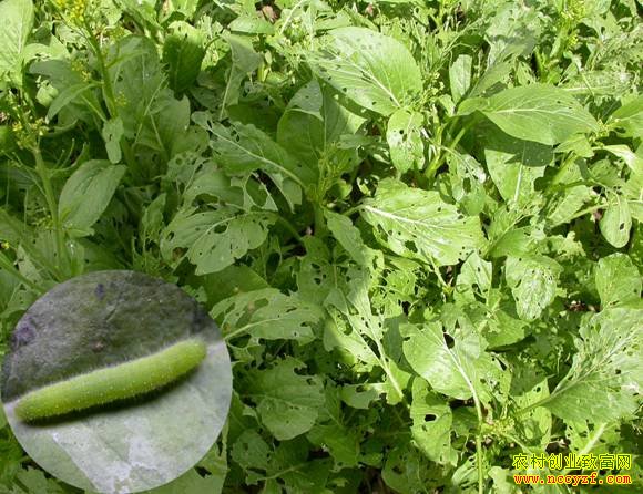 �߲˲�����С�˶����