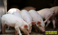 ɽ��������������־�������쳧��ҵ�¸�