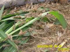 ���ƺ����۸�ߣ�ɽ�������촫�޴���������1����20Ԫ