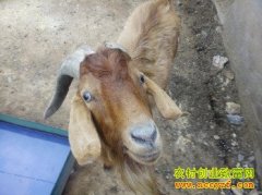 ��ʲô����׬Ǯ����ëɽ��۸��1ֻ��׬1900Ԫ