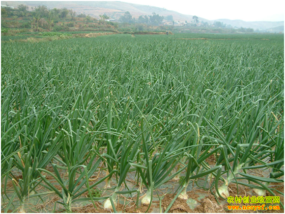 2016�����׬Ǯ�𣺡��硱�ֵ��� ��������л���Ǯ׬