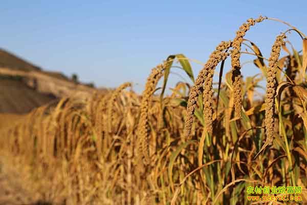 2016��ֲ����׬Ǯ�������г�ǰ������������׬Ǯ