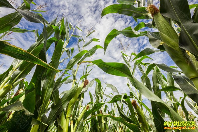 ũ��Ʒ���� ũ�崴ҵ׬ǮҪ����ס��