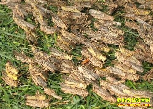 2016���ȳ�׬Ǯ��2016�ȳ���ֳǰ�����г��۸��������