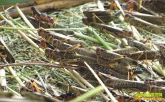 ������׬Ǯ��2016�ȳ���ֳǰ�����۸��������