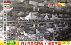 �����Ӽ��ɣ���������żٵ� ���Ӳ���������