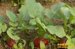 [ũ�����]Ⱥӧ�����ܲ��᣺�ܲ���ֲ������Ƶ