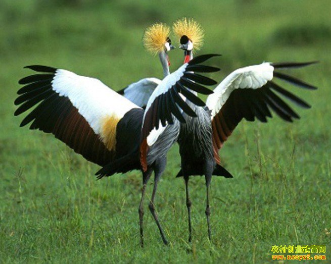 [ÿ��ũ��]�ں�����ĲƸ�