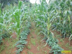 ���������ֺ����������������ּ���Ҫ��