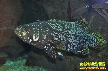 ���Ǵ�ͷ�������ʯ����