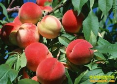 [ũ�����]���ϵر����һ� ��ֲʲôƷ���Һ�