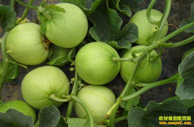 �����������������ֲ��ũ���¸�����Ŀ