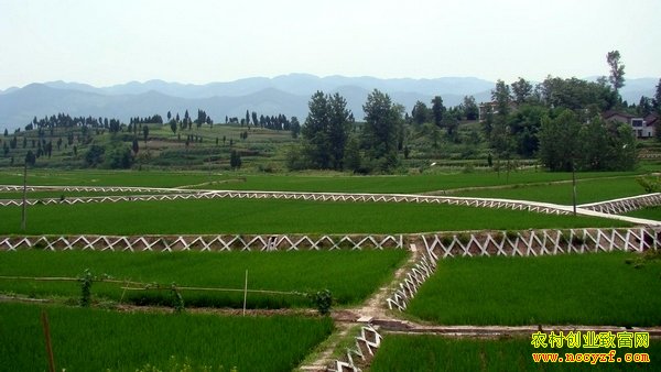 �ӱ��̰��߱�׼ũ���ˮ����Ч��ũ����