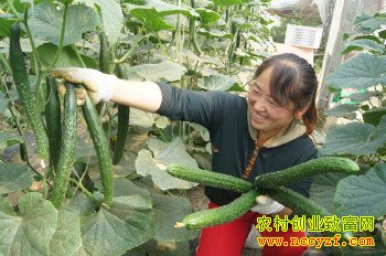 �ƹϺ�ţ�̺óԼ۸�� ��ֲţ�̻ƹϳ�ũ���¸�����Ŀ