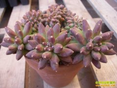 ��ֲ�¸��ð�����֣������ֲ���� �ֳ��¸�·