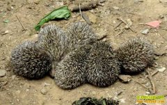 [ũ�����]��Ȧ�������Ĵ�� �⴫���˹���ֳ���