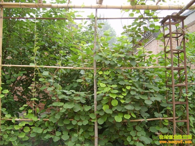 ͥԺ��ֲ⨺��ҳ��Ĵ���Ϫũ����ƶ�¸�����Ŀ