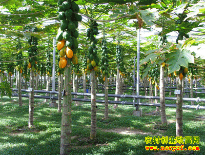 �㶫�ֲ��������ũ���г�����׬��Ǯ