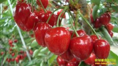 [ÿ��ũ��]����һ�������еĲ�³��˹ӣ�Һ�׬Ǯ