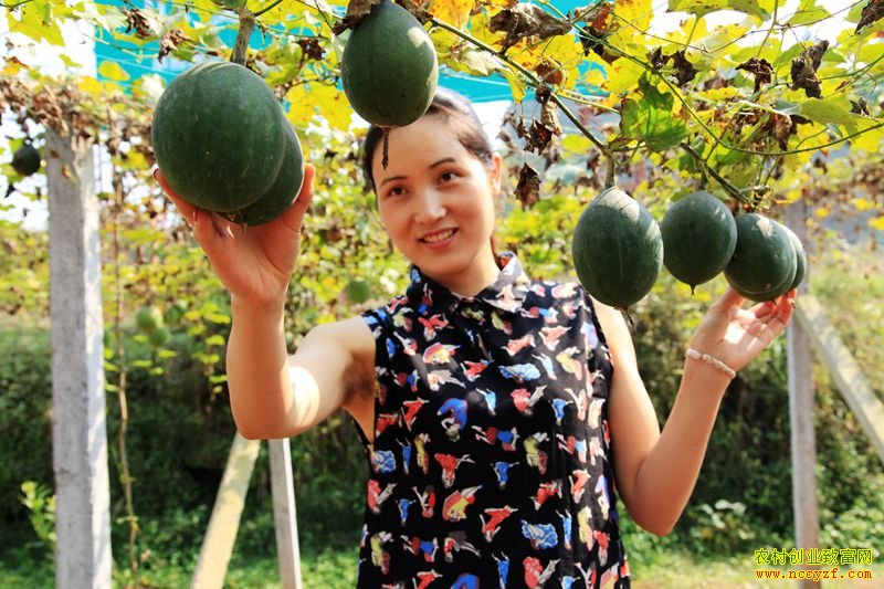 �ӱ��Ϻ͡�ҩ�ĸ硱��ǫ��ֲ�컨�۴�ҵ�¸�