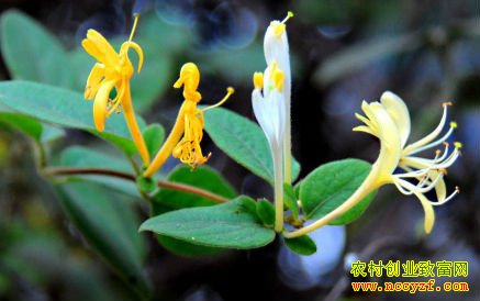 �����ֲ����������������ֲ�������