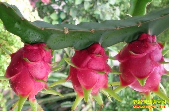 ��ֲ������׬Ǯ��һĶ��������׬ʮ��Ԫ������