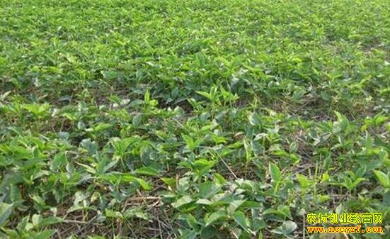 ������ֲЧ��ߣ�ITŮ�����ְ���һĶ��׬��ǧԪ