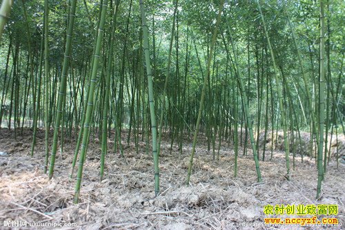 ������ֲĶ��8000Ԫ����߳�ũ����ƶ�¸�����Ŀ