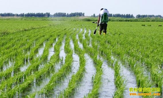 �ٺϺ�ˮ������˫���� ��ɫ��ֲ�¸���·��