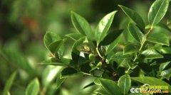 [�¸���]������������������ڷ���Ҷ���������ޱ�