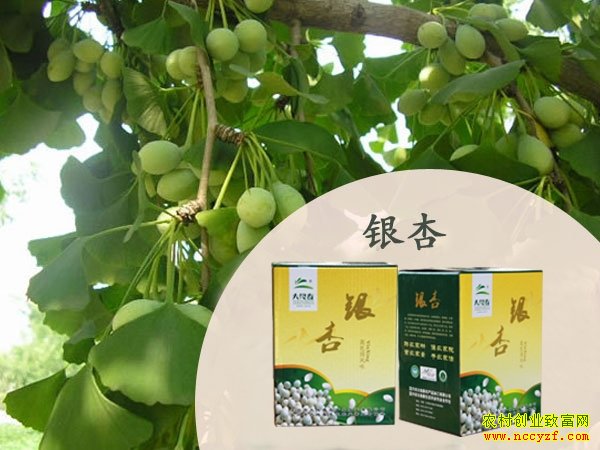 ������ֲ�ӹ���ɽ��۰����ũ���¸�����Ŀ