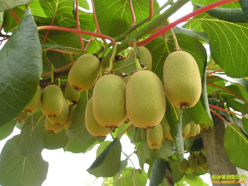 ɽ�����ߺ���ƽ��ֲ⨺��Ҵ�ҵ�¸�