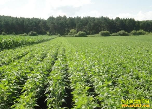 2016�����ֲ����������󶹲������˫��