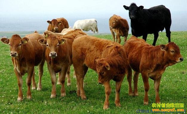 ������ţ׬Ǯ��ţ��۸�Ԥ�� Ͷ����ţ����̫äĿ