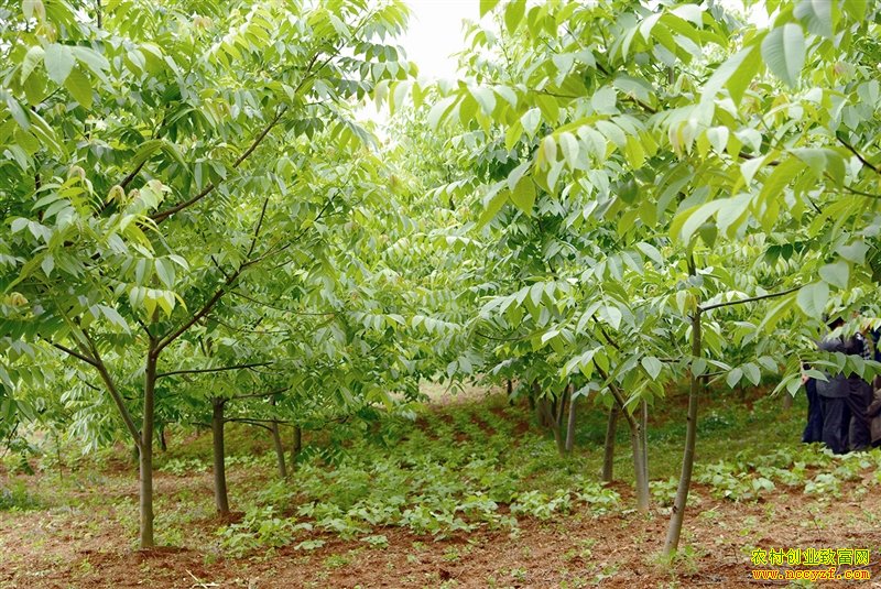 [�Ƽ�Է]��ʯɽ�ϵĺ�����