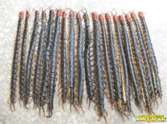 ������Ǯһ����2017��1��11���������۸�����