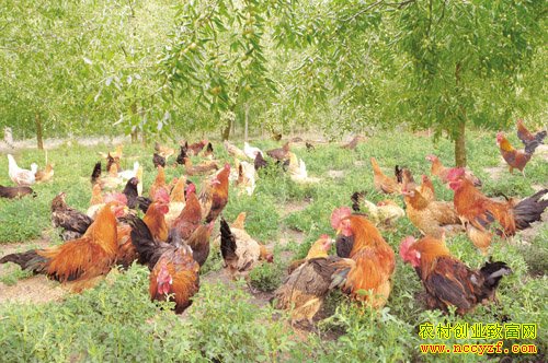 ����®��������̬��ֳ������20����Ԫ