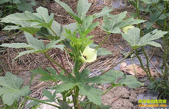 ʲô�ط��ʺ���ֲ����������������ֲ����