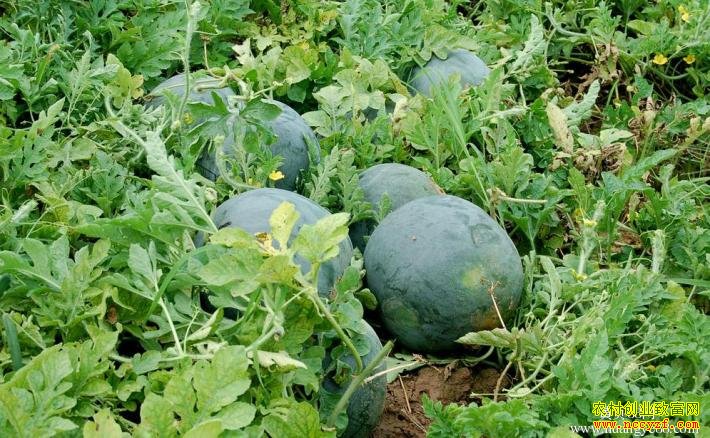 ��������½�ӹ�����ũ�ҷ������� ����ζ�������